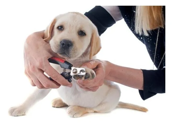 Set Alicate Corta Uñas Y Lima - YUWEI - Para Perros